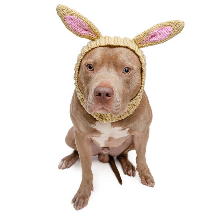 Zoo Snoods - Wholesale Pet Snood - Dog - Jack Rabbit Dog Snood1