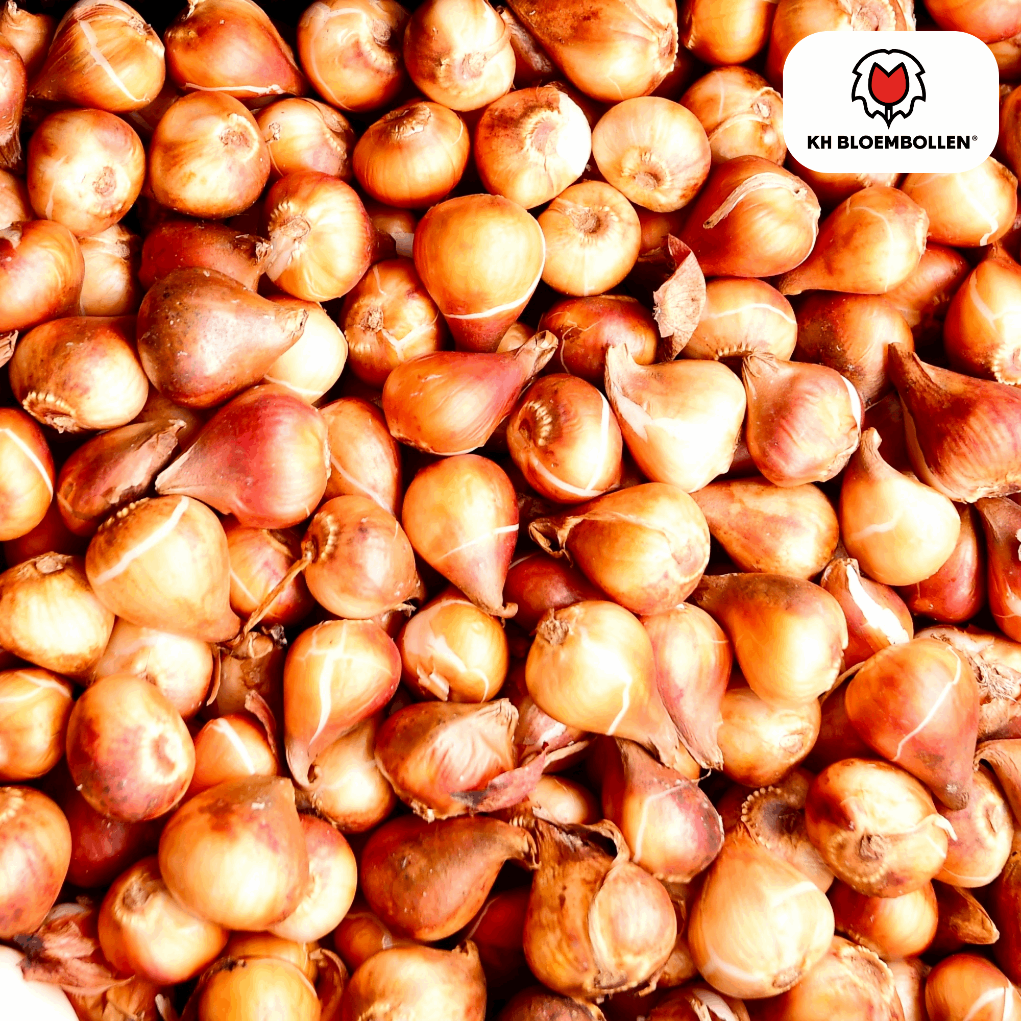 Oasis of Life – wholesale Live plant – Tulip Bulbs Jan Seignette – 20 Flower Bulbs – Red-Yellow Striped Tulip – Classic & Striking – For Garden & Pot4