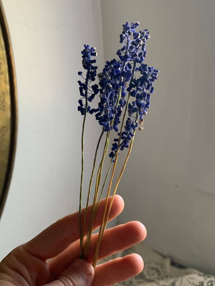 Dried Blue Grape Hyacinth Flowers - Natural Cool Tones for wholesale by Twig and Snip