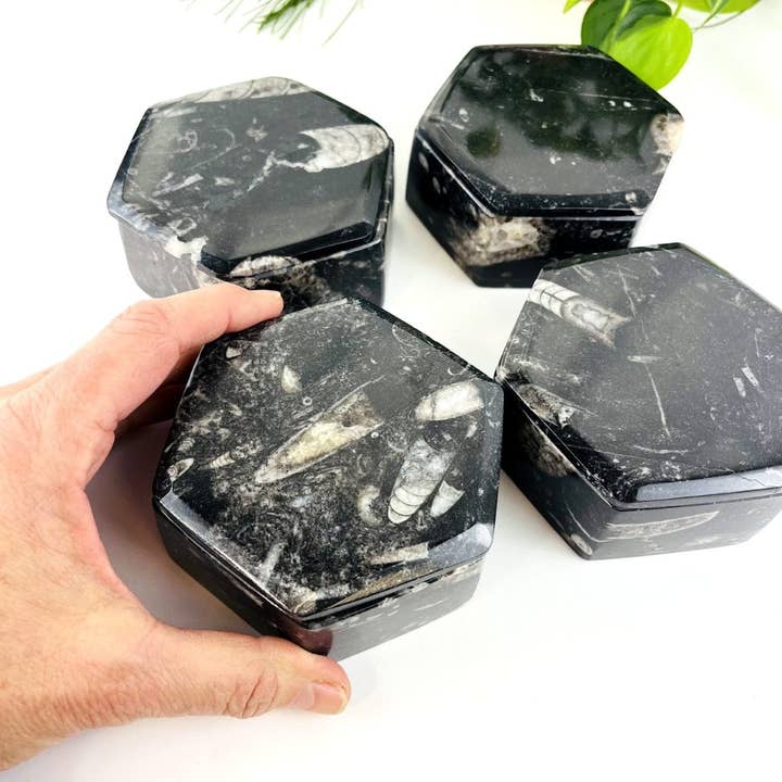 Orthoceras Hexagon Box Fossil Display for wholesale by Rock Paradise