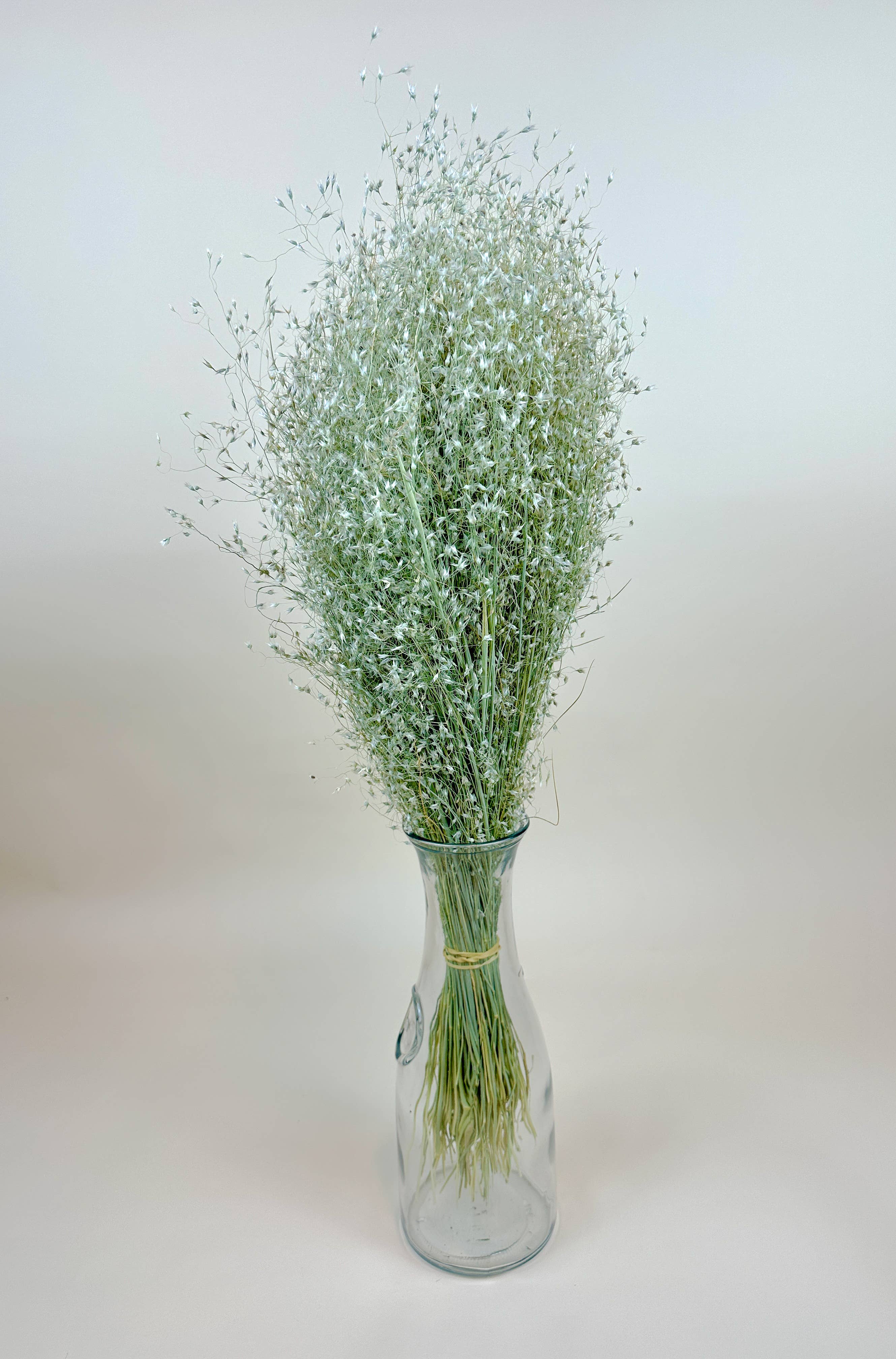 Lovejoy Farms Premium Dried Flowers – Engroshandel Tørrede/pressede blomster – Indian Rice Grass – naturligt lufttørret3