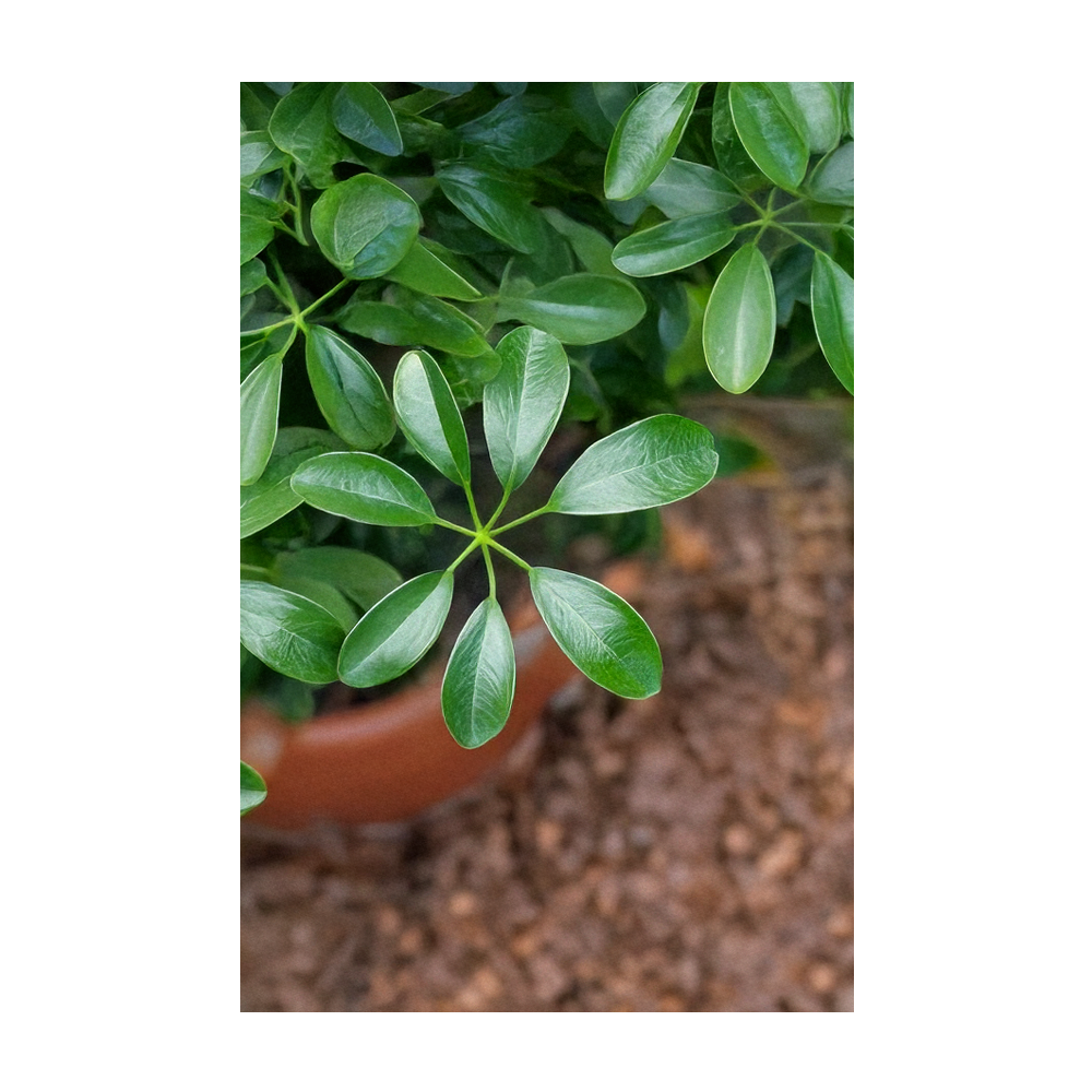 Chive - Wholesale Plant Seeds - 2026 Dwarf Schefflera Indoor Seeds Packet2