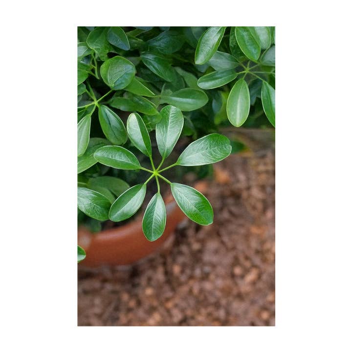 Chive - Wholesale Plant Seeds - 2026 Dwarf Schefflera Indoor Seeds Packet2