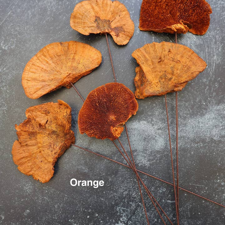 FlowerFantaSee - Wholesale Dried/Pressed Flowers - Dried Mushroom 2