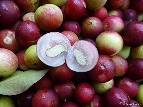 Ganesa Trading - Wholesale Protein/Superfood Powder - Organic Camu Camu Powder Imported from Peru. USDA7