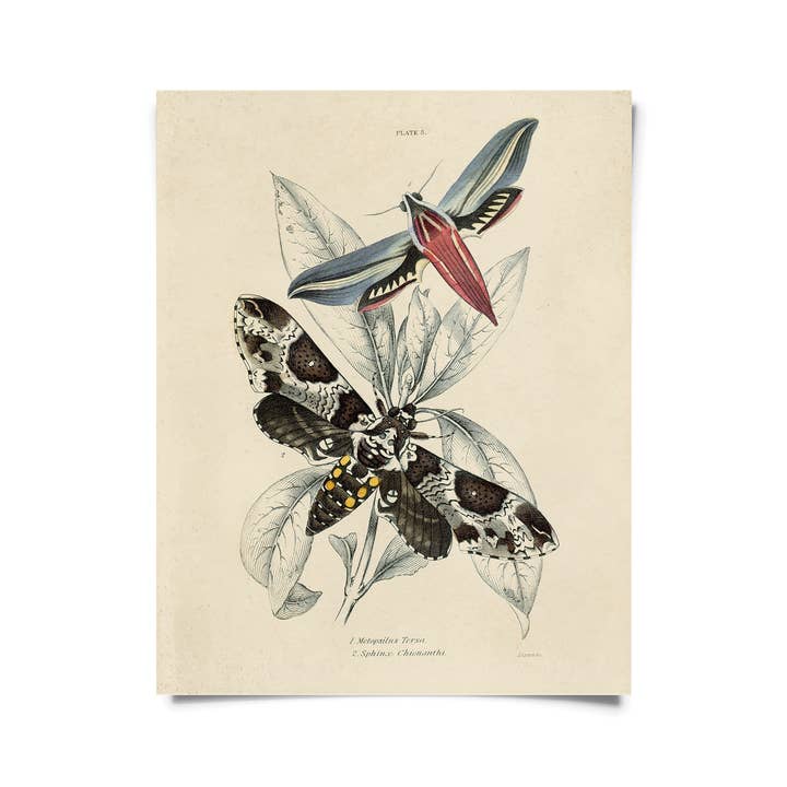 Curious Prints - Wholesale Art Print - Vintage Insect Sphinx Moth Print w/ optional frame