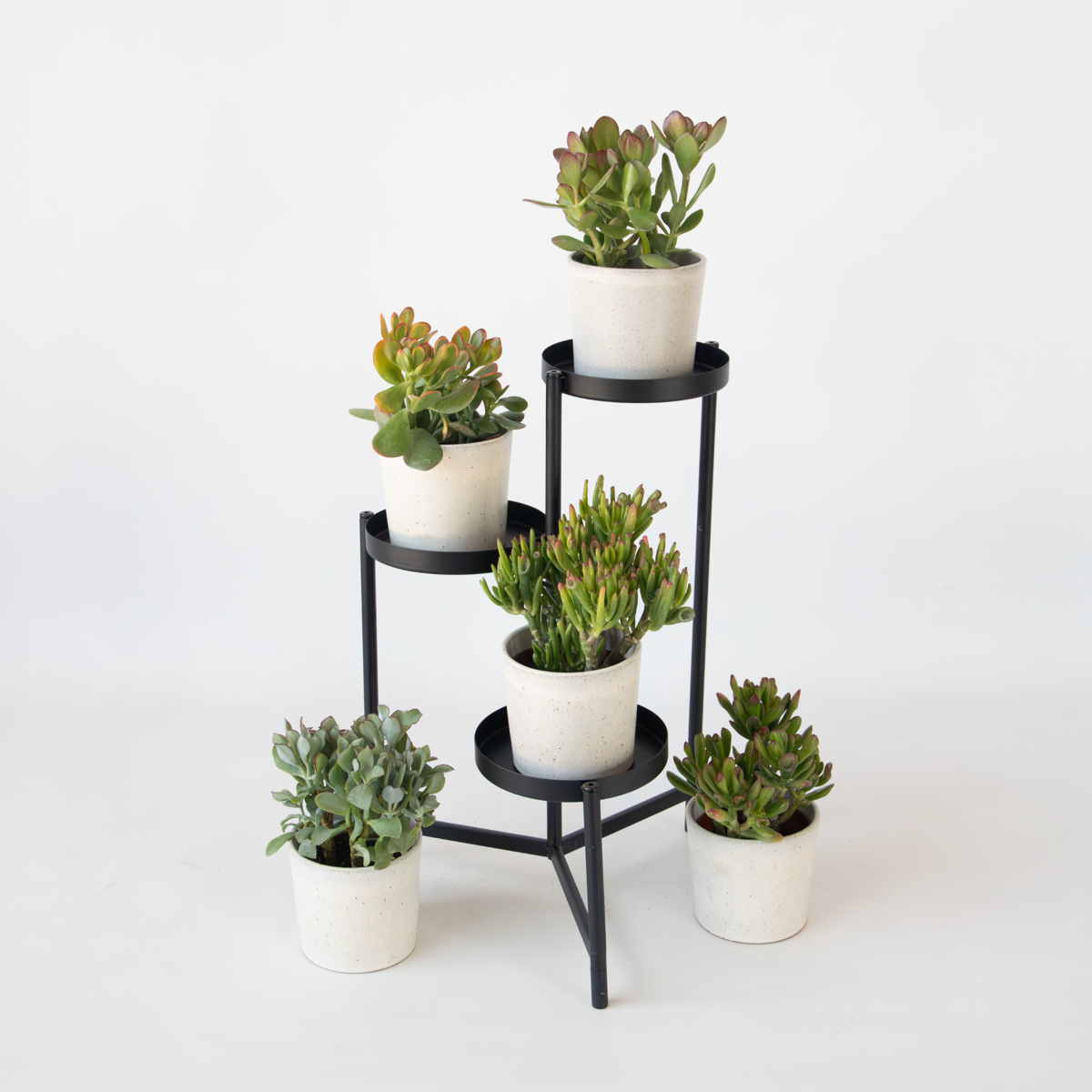 Oasis of Life - Wholesale Live Plant - Jade Plant – Crassula arborescens Curly – Height 15–25cm – Ø12cm – Succulent with Wavy Leaves – Easy-Care Houseplant for Home & Office – Decorative Crassula6