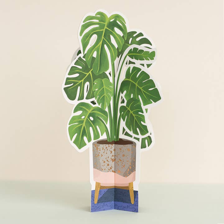 Monstera Papierplant voor wholesale door Seltzer Goods