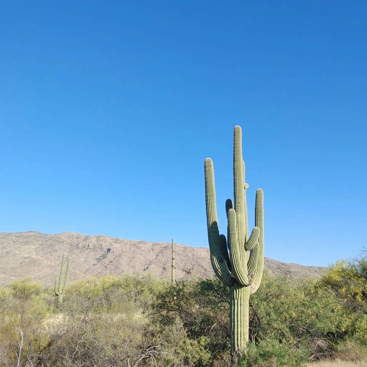 The Jonsteen Company - Wholesale Plant Seeds - Saguaro Cactus | Seed Grow Kit28