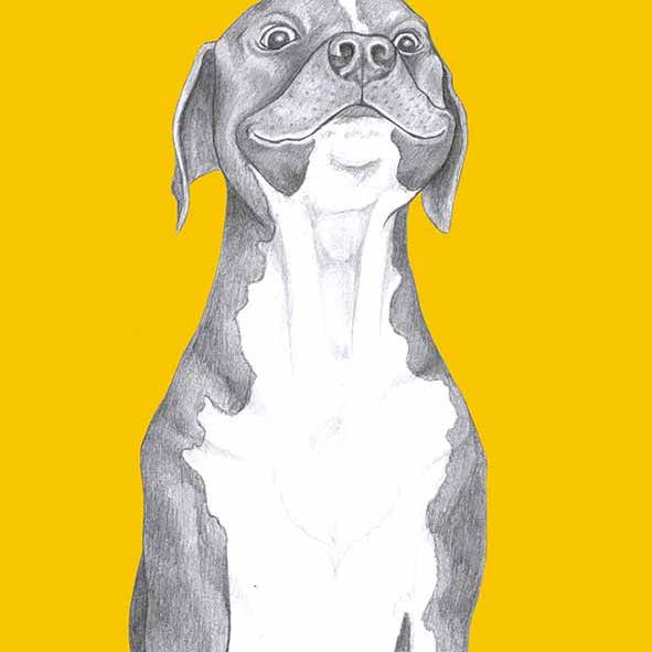 I AM NIEN - Wholesale Everyday Greeting Card - American Staffordshire Terrier