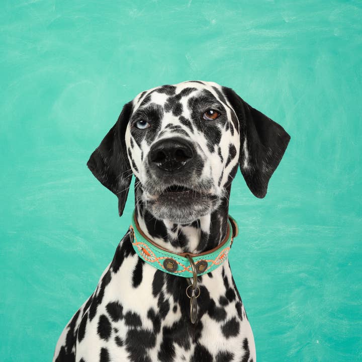 Janis Collar for wholesale by Dog with a Mission