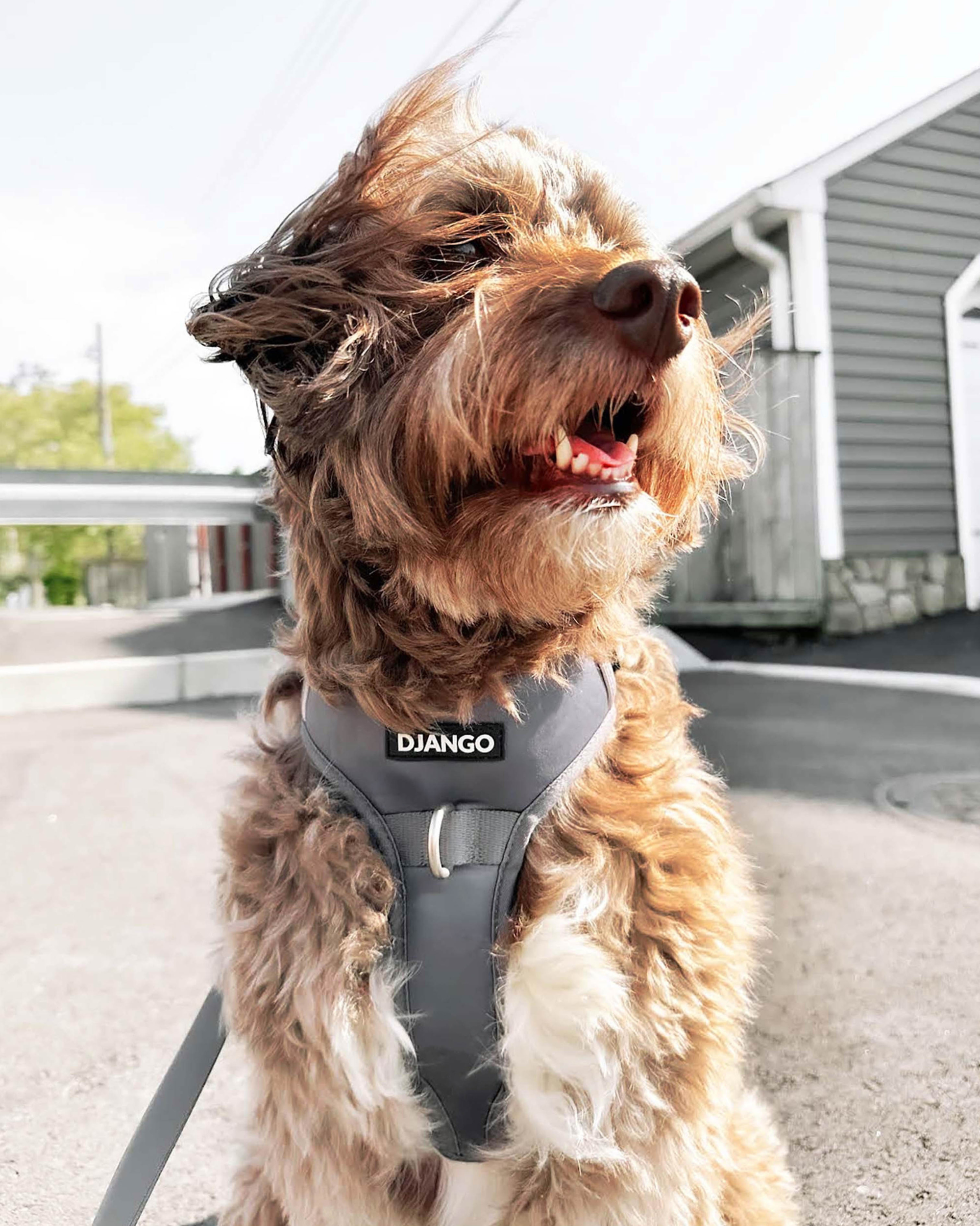 DJANGO - Wholesale Pet Harness - Dog - Tahoe No Pull Dog Harness - Poppy Seed Gray1