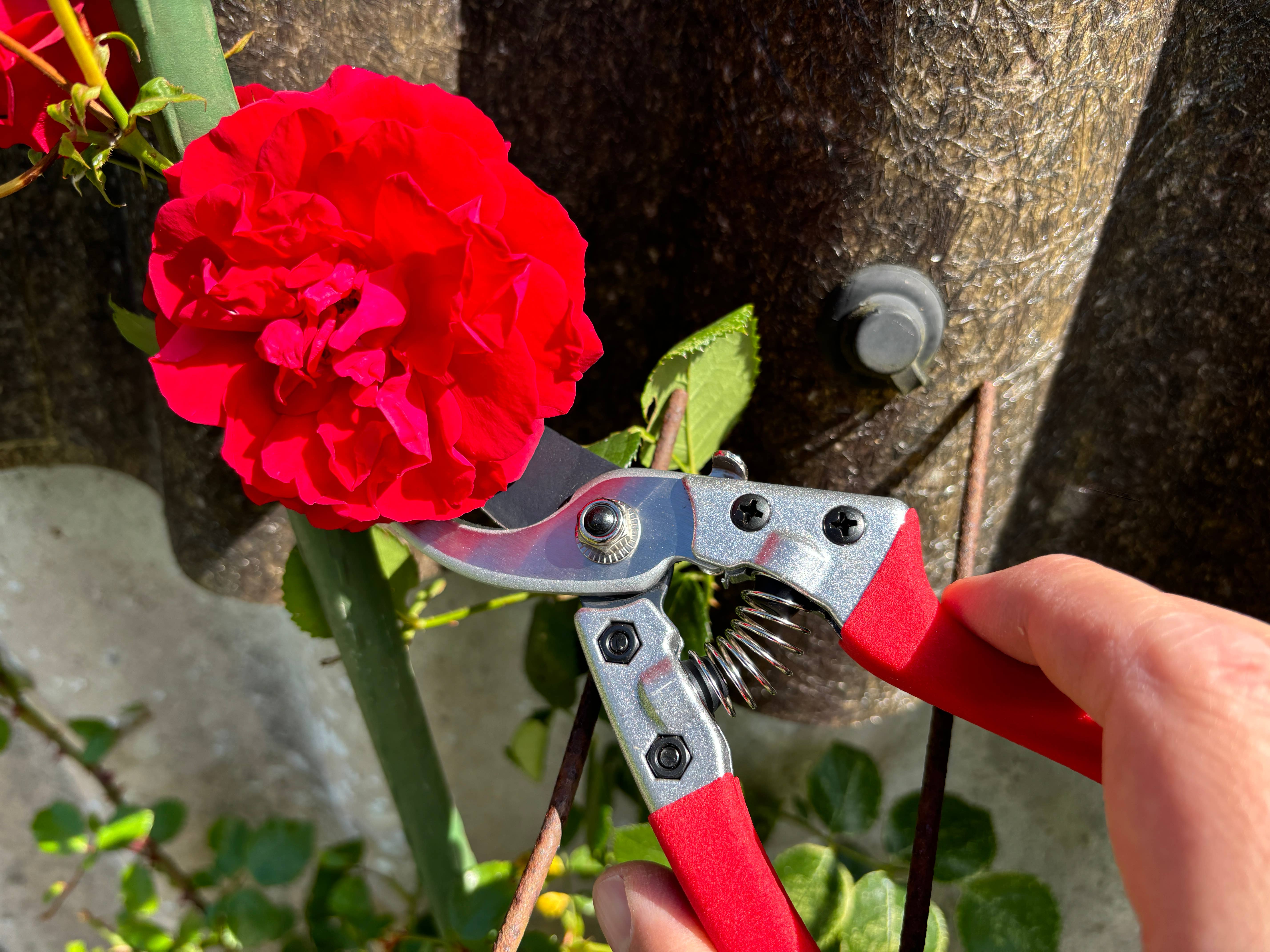 Gärtnertraum – wholesale Trädgårdsverktyg – Grensax - Sekatör7