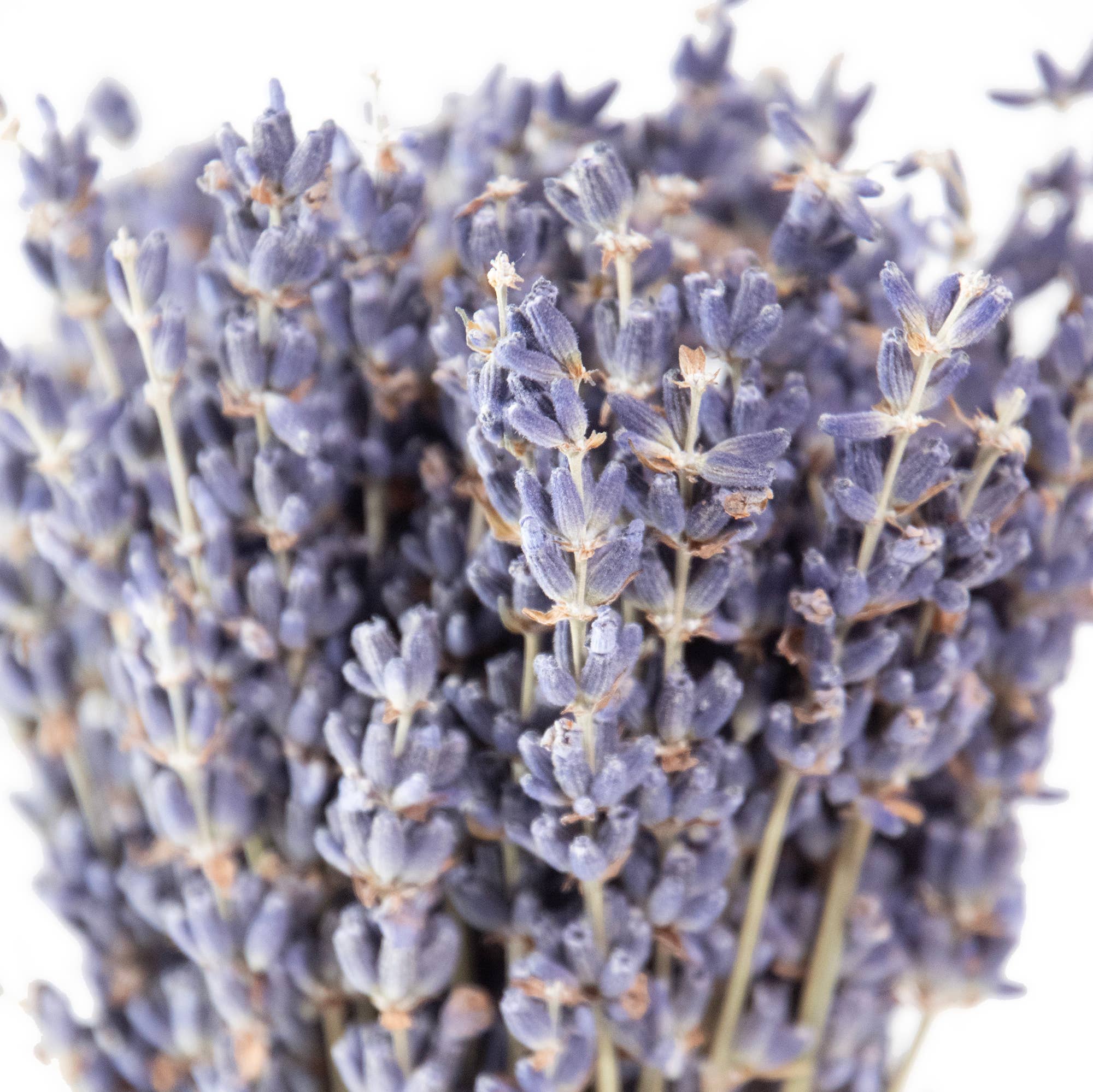 Andaluca - Wholesale Dried/Pressed Flowers - MINI French Lavender Bundle2