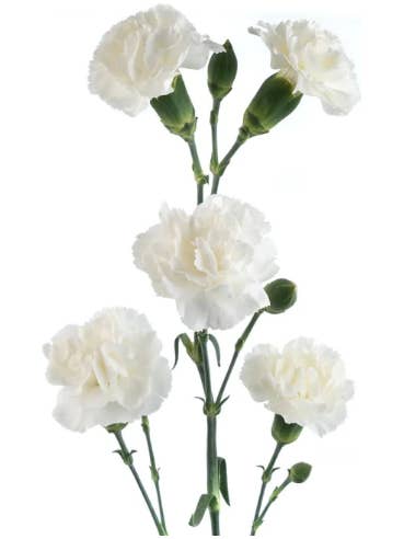 White Mini Carnations 150 / 80 stems for wholesale by Florasource