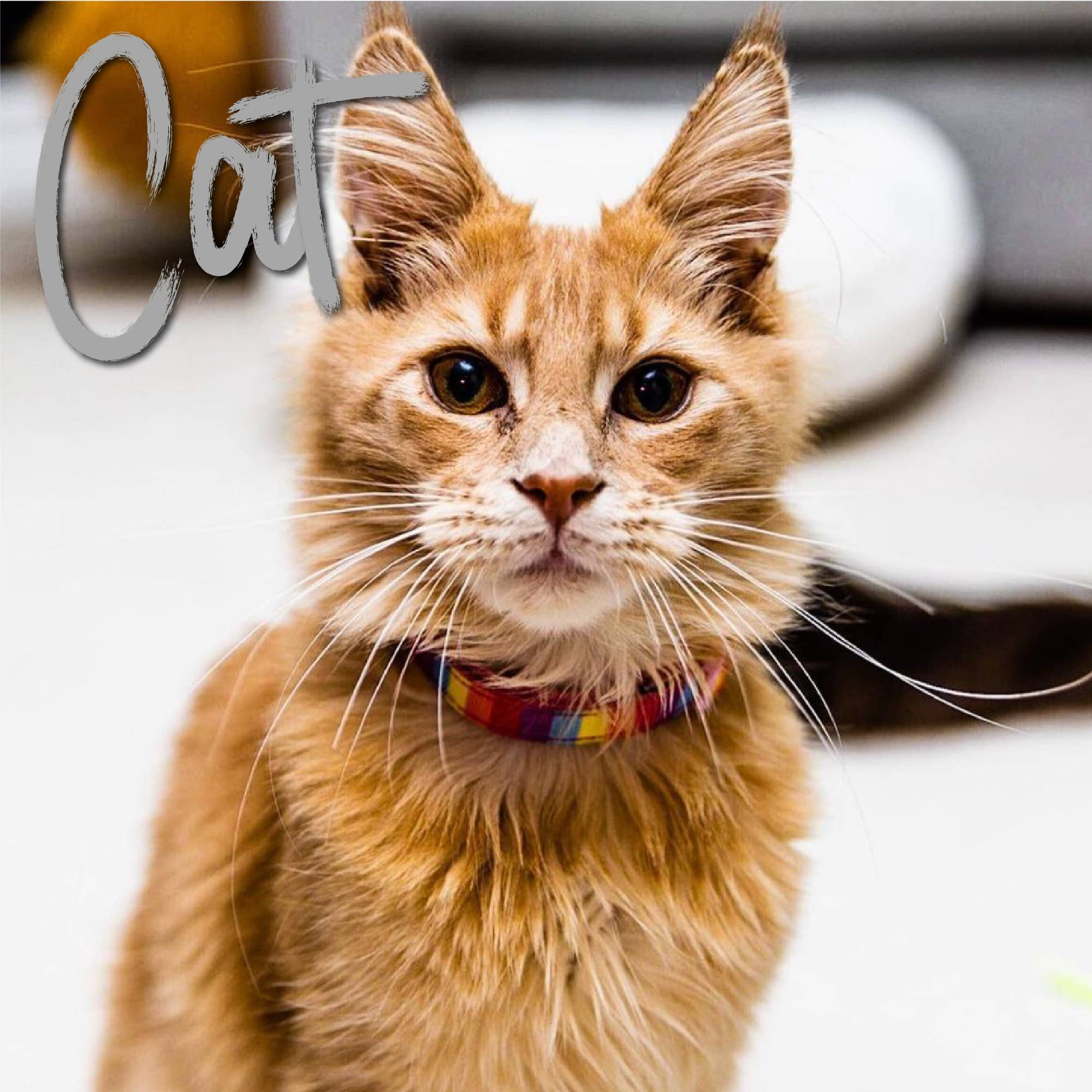 Ancol Pet Products Ltd - Wholesale Pet Collar - Cat - Rainbow Cat Collar1