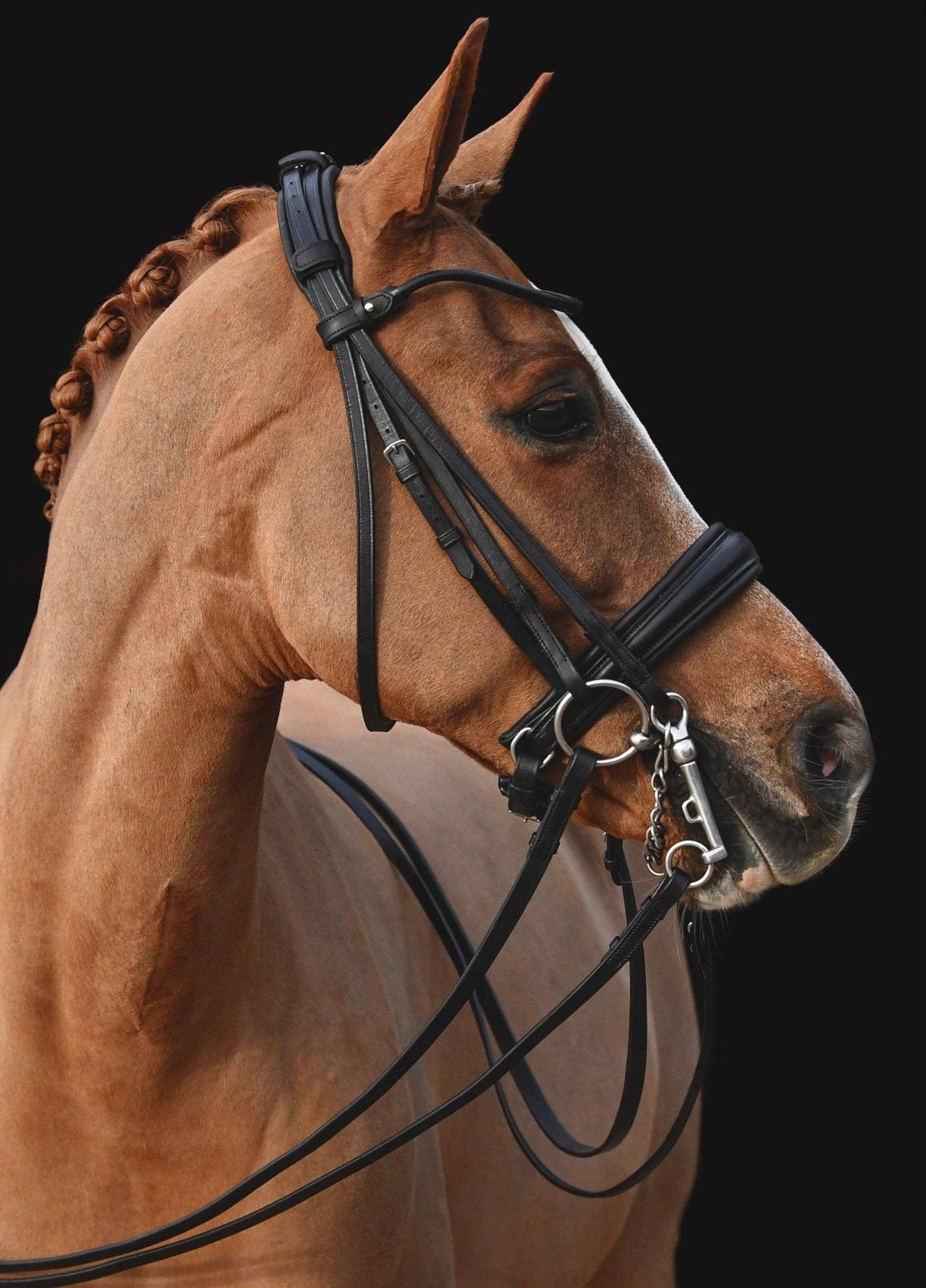 The Urbany Equine - Wholesale Horseback Riding Gear - Convertible Classic Dressage Comfort Bridle1