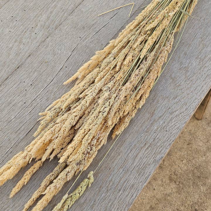 Grass: Karl Foerster Feather Reed for wholesale by Alissas Flower Farm