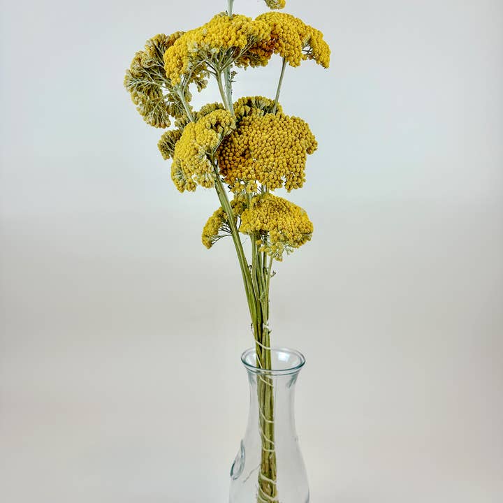 Lovejoy Farms Premium Dried Flowers – Engroshandel Tørrede/pressede blomster – Gul Røllike (Gylden Achillea) – Naturligt Tørret (12 Stængler)3