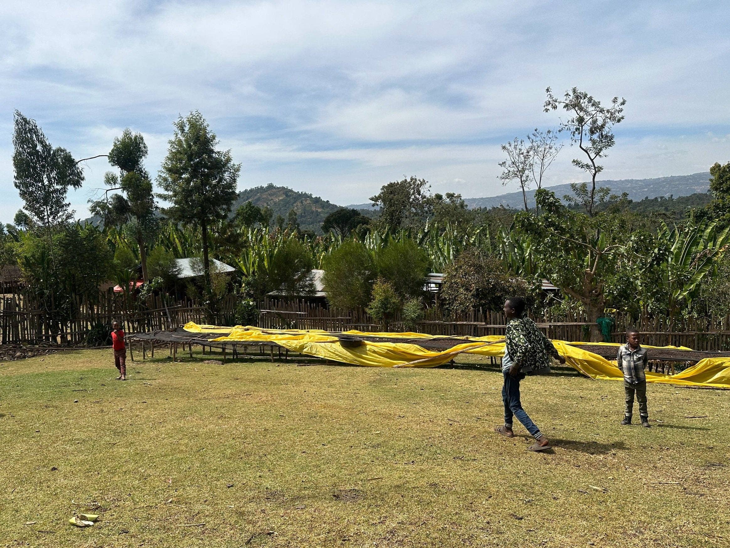 Andytown Coffee Roasters - Wholesale Coffee Beans - Ethiopia Natural Guji Kayon Mountain 8oz Retail Bags2