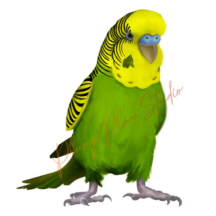 Plump Plum Studio - Wholesale Sticker - Budgie decal, Australian budgie sticker, car decal or light7