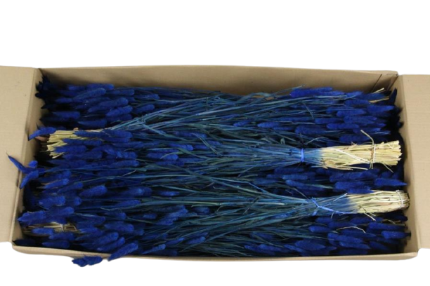 Concari.flores Preservadas - Wholesale Dried/Pressed Flowers - DRY LAGURUS7