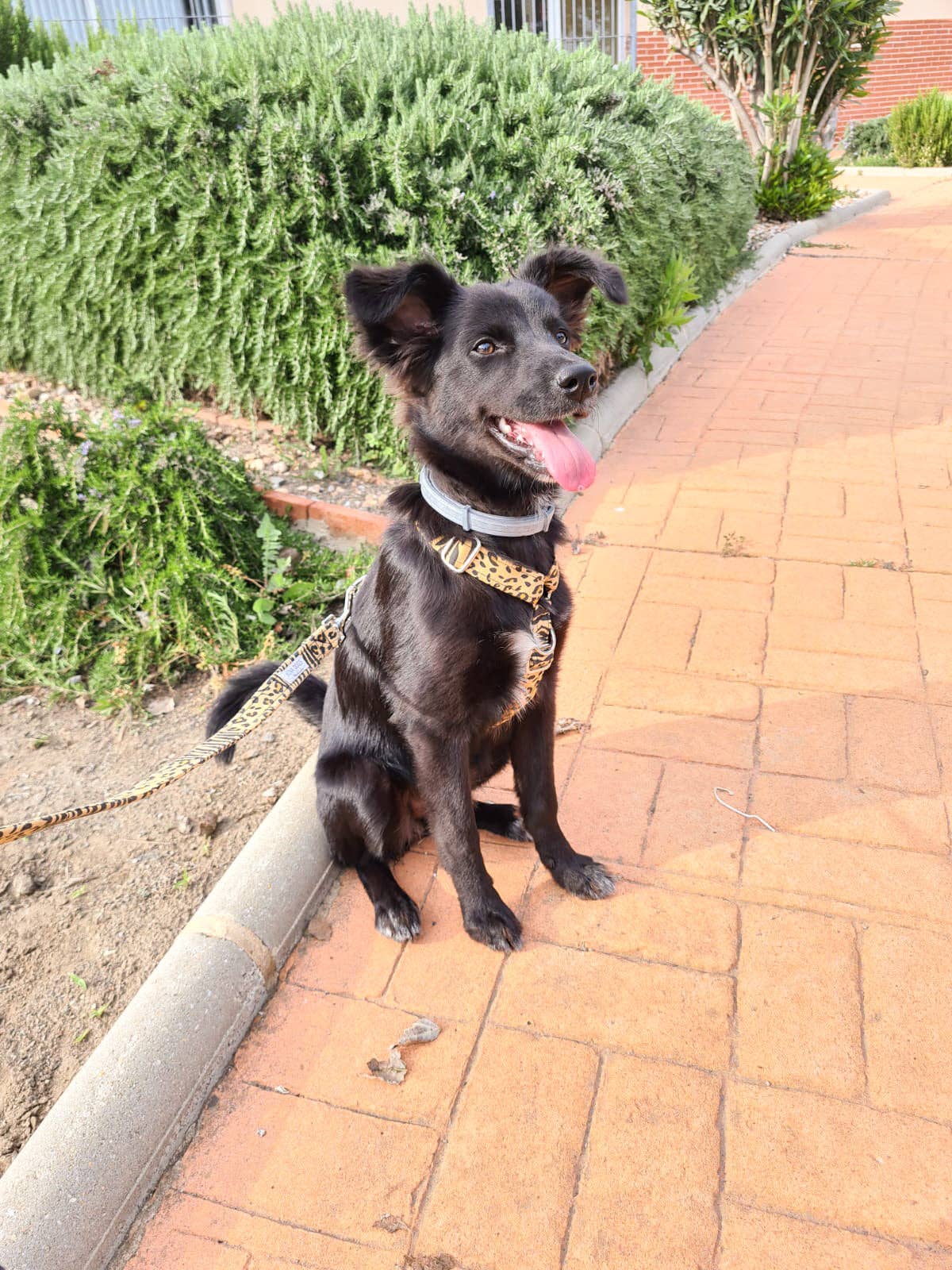 Kina Dogs - Wholesale Pet Harness - Dog - SAFARI HARNESS2