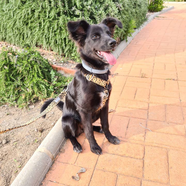 Kina Dogs - Wholesale Pet Harness - Dog - SAFARI HARNESS2