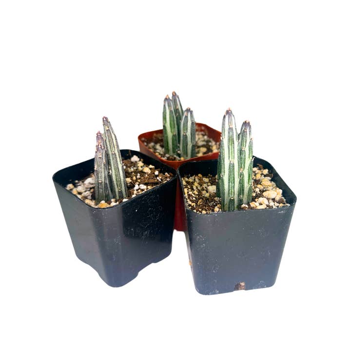 Flow State - Wholesale Live Plant - 2" Pickle Plant Cactus - Senecio Stapeliiformis - Live Plant