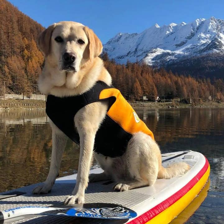 Traje de neopreno para perros talla grande | CRESSI DOG para venta al por mayor de Swimcore
