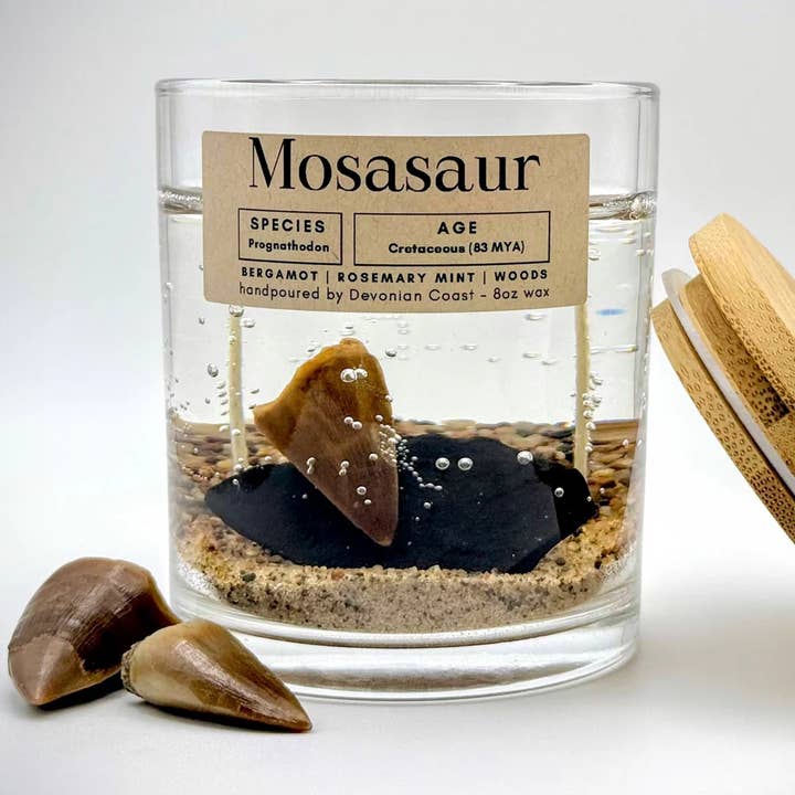 Mosasaur Tooth Gel Candle – Large 8oz Wax for wholesale by Devonian Coast