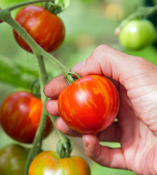 Little Veggie Patch Co – wholesale Plant seeds – Tomato 'Tigerella' Heirloom Seeds1