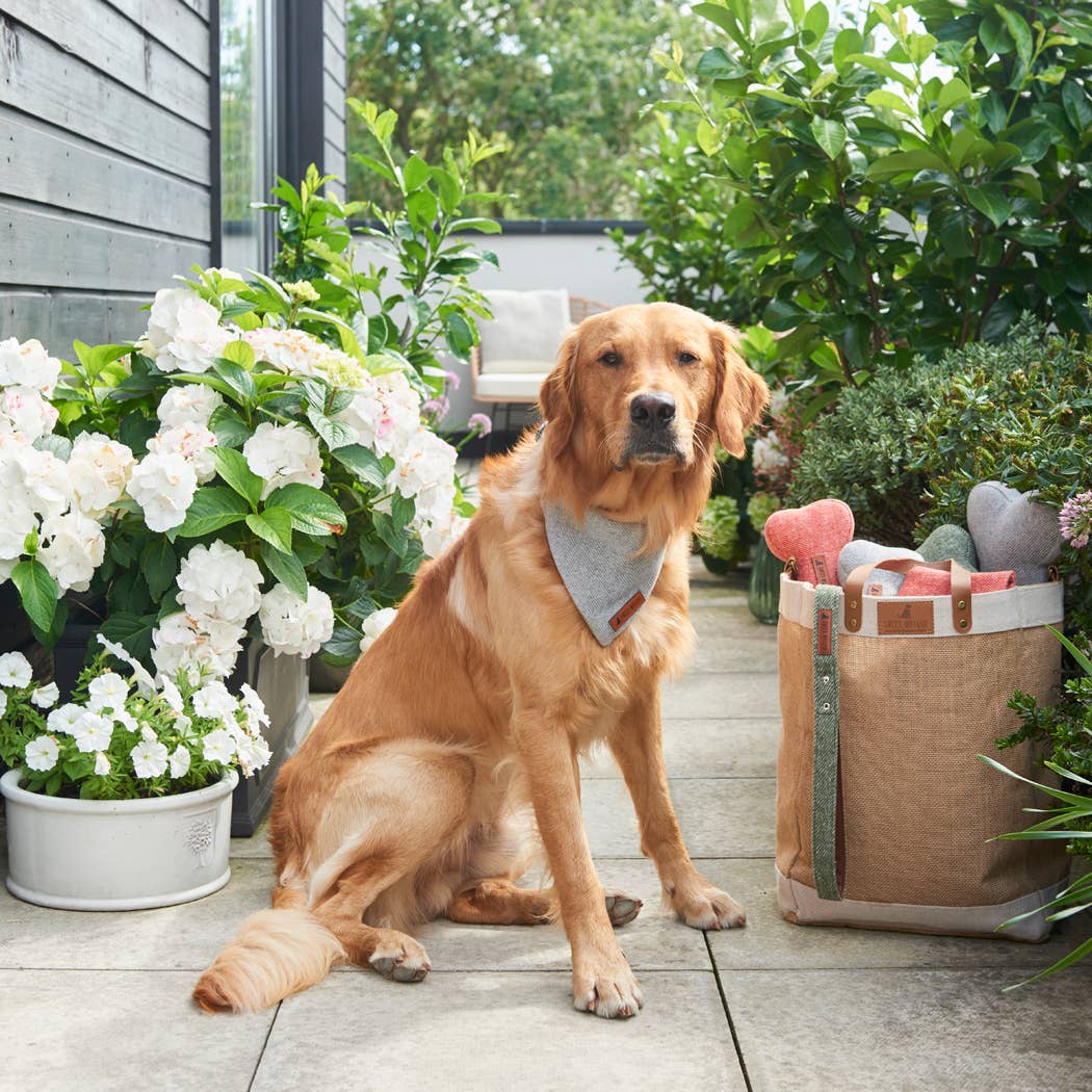 Sweet William Designs - Vendita all'ingrosso Collare - Cani - Collare per cane in tweed grigio6