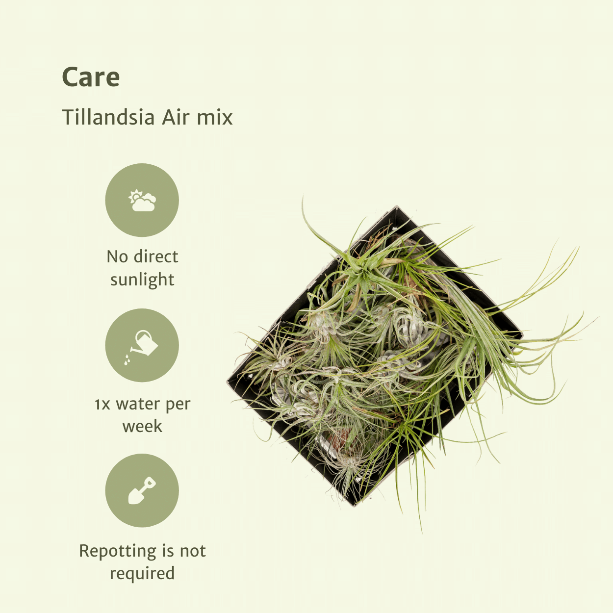 Oasis of Life – wholesale Live plant – Tillandsia Air Mix – 20 Pieces of Air Plants – Ø6cm – approx. 6cm high – Easy-care Tillandsia Mix – Soil-free & decorative – For creative home ideas4