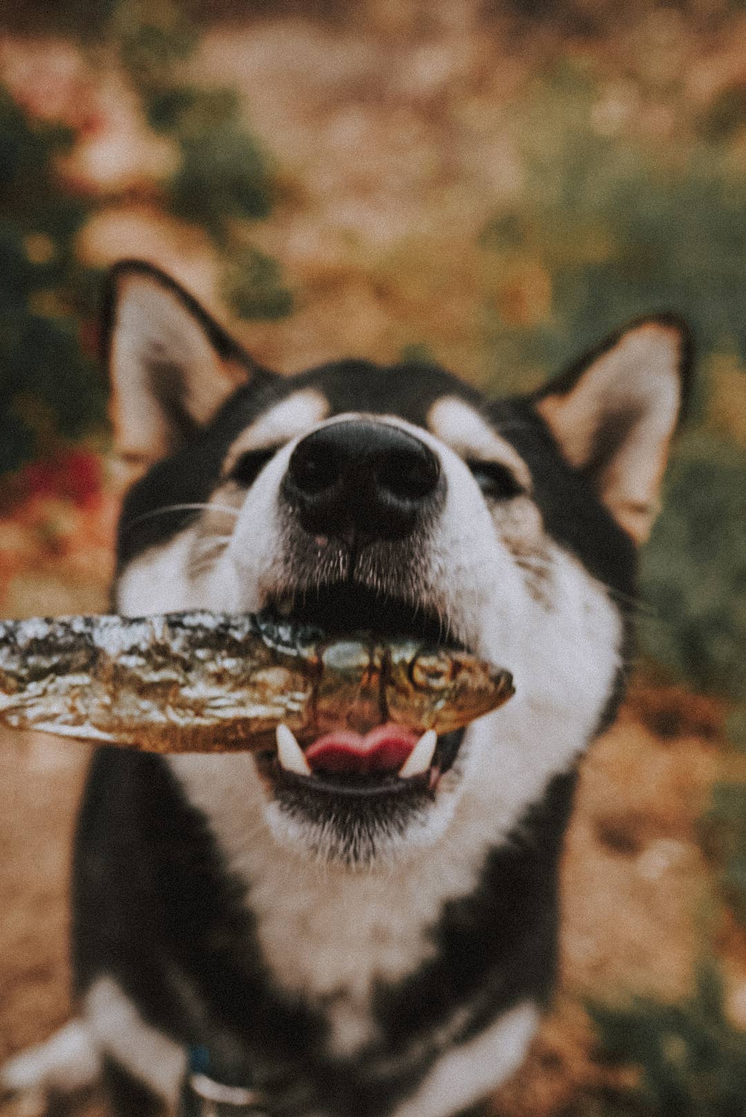 Litto Howler - Wholesale Pet Treats - Cat - Whole Sardines | 3 oz4