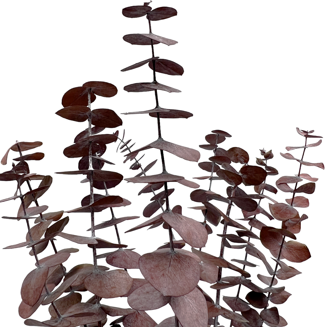 2626 Designs - Vente Fleur séchée/pressée - Feuilles d'eucalyptus petites préservées de 43 à 53 cm de long1