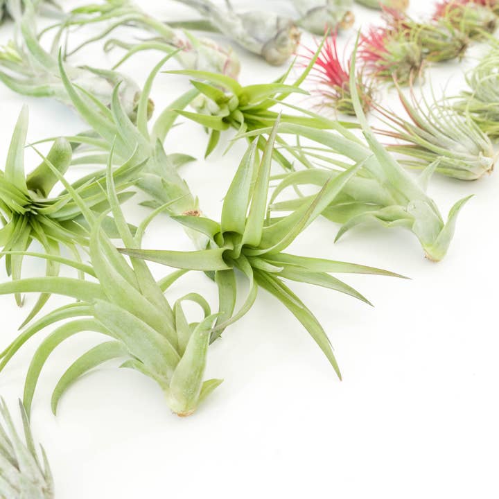 Air Plant Shop - Wholesale Live Plant - The Best Seller Tillandsia Air Plant Pack - 48 Plants