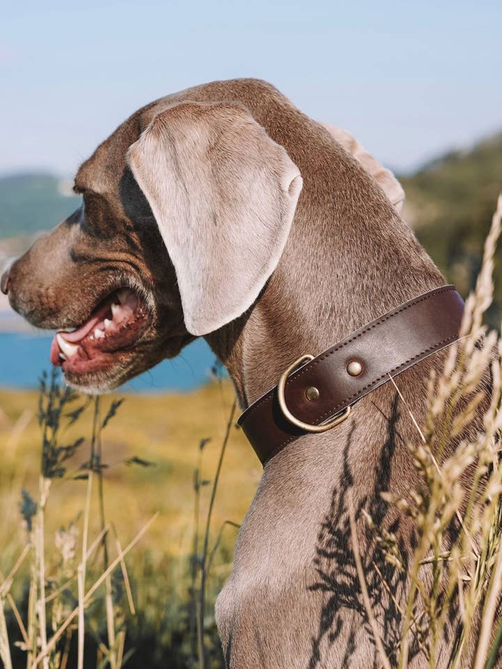 Collier classique en similicuir pour la vente par Grey Ghost