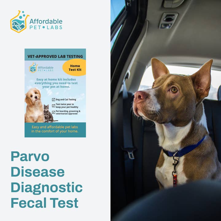 Kit Easy Home : test fécal de diagnostic de la maladie de Parvo abordable pour chiens de Pet Labs pour la vente par Affordable Pet Labs