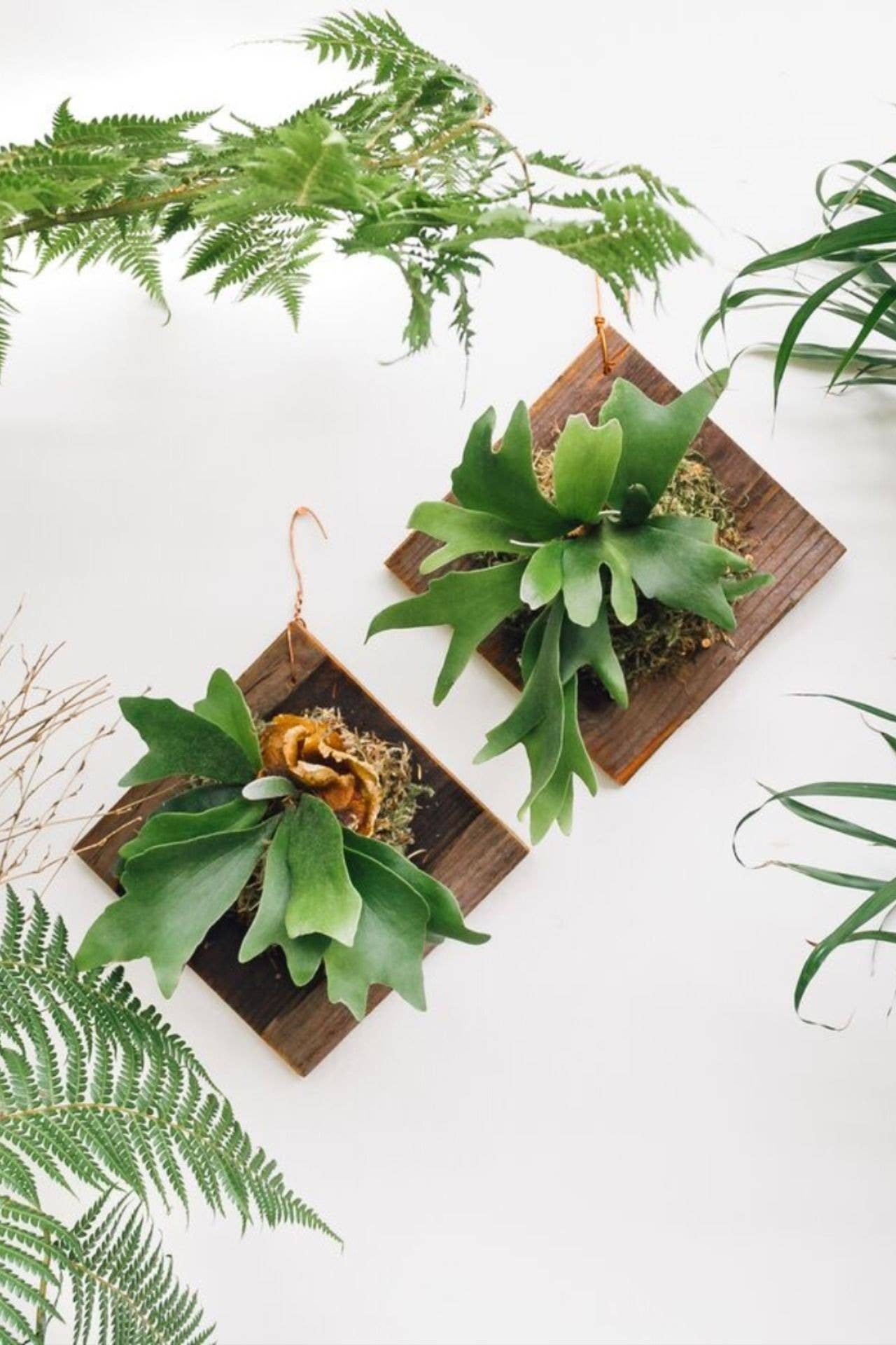 Best Plant Friend - Wholesale Live Plant - Staghorn Fern  - Low-light Plants - Live Indoor Plants 4in1