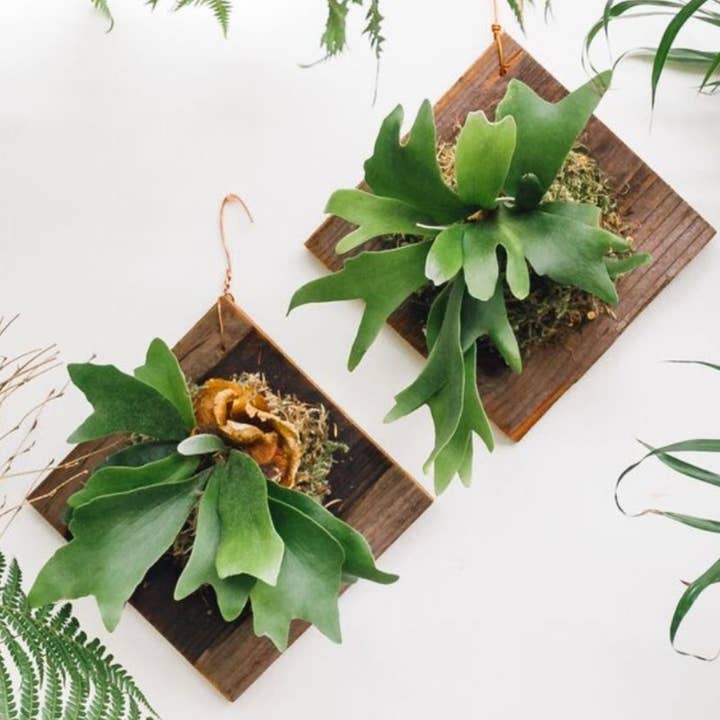Best Plant Friend - Wholesale Live Plant - Staghorn Fern - Low-light Plants - Live Indoor Plants 4in1