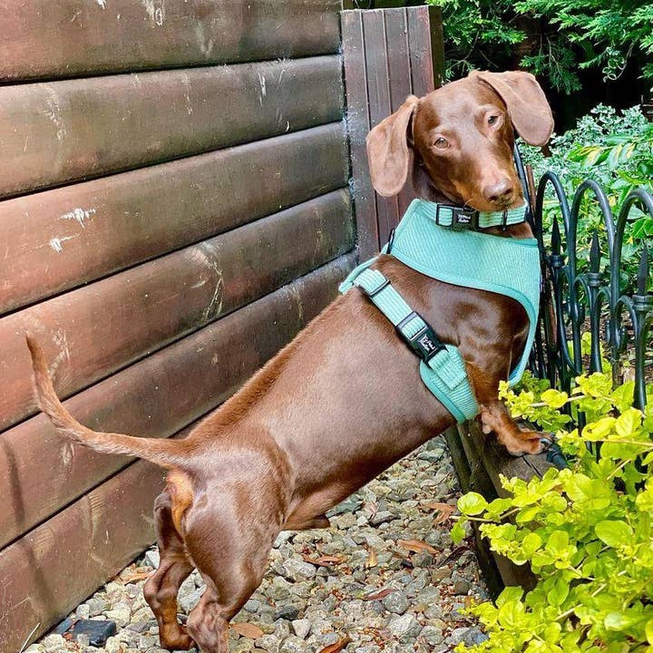 Pet Pooch Boutique – Engroshandel Kæledyrssele – Hund – Sage Green Cord hvalpesele XS-L (forår/blød)4