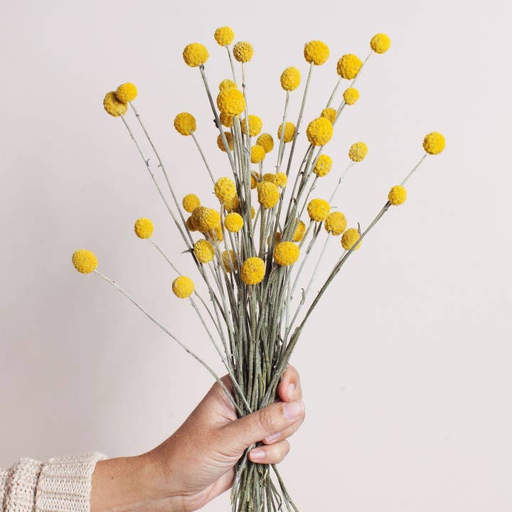 Idlewild Floral Co. - Wholesale Dried/Pressed Flowers - Dried Yellow Billy Balls