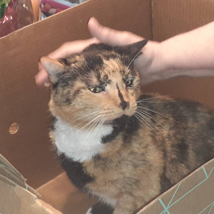 Cats Desire Disposable Pet Carrier and other Purchase Wholesale disposable pet carrier. Free Returns & Net 60 Terms on Faire trending on Faire.