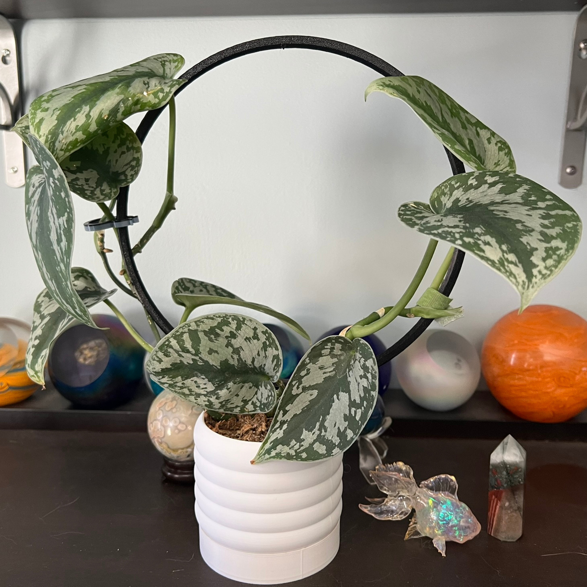 Floraform Creations - Wholesale Trellis - Hoop Shaped Eco-Friendly Lightweight Houseplant Trellis 5