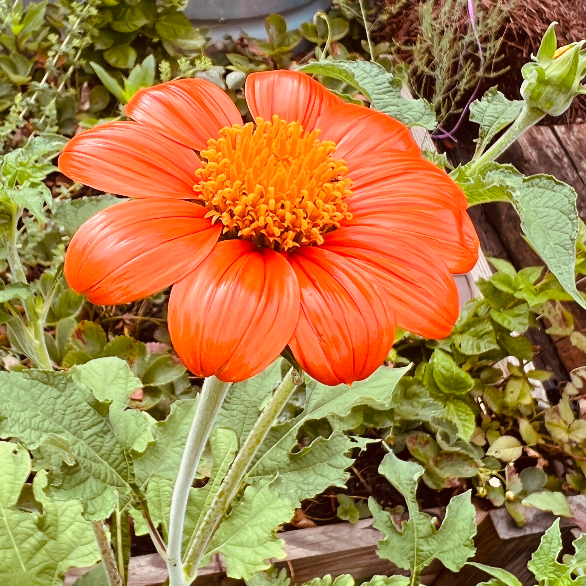 Sow the Magic - Wholesale Plant Seeds - Mexican Sunflower Tarot Seed Packet1