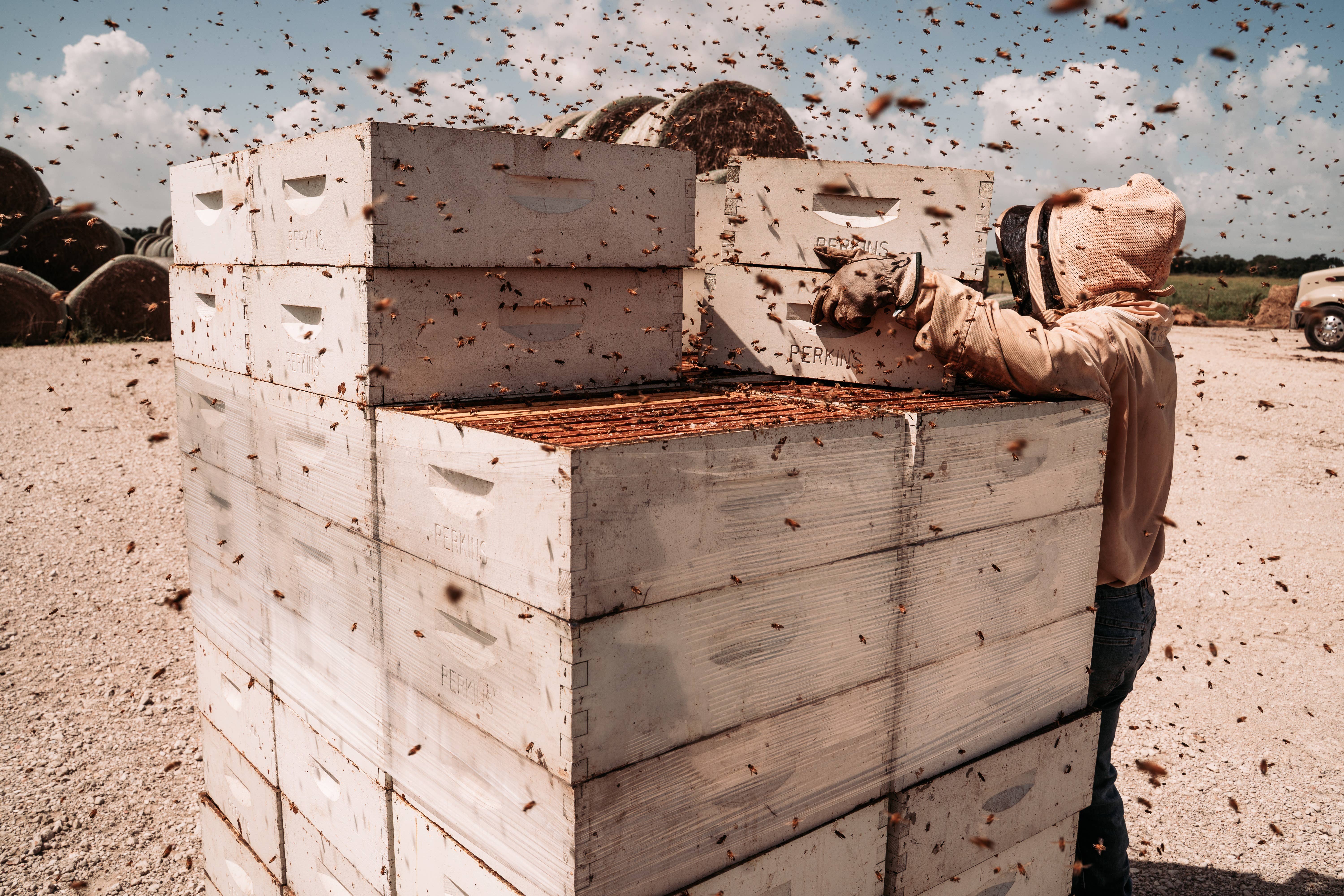 Moore Honey - Wholesale Honey - Texas Wildflower Honey 32oz1