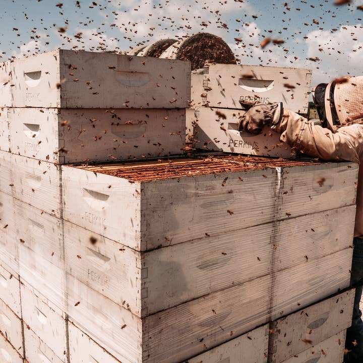 Moore Honey - Wholesale Honey - Texas Wildflower Honey 32oz1