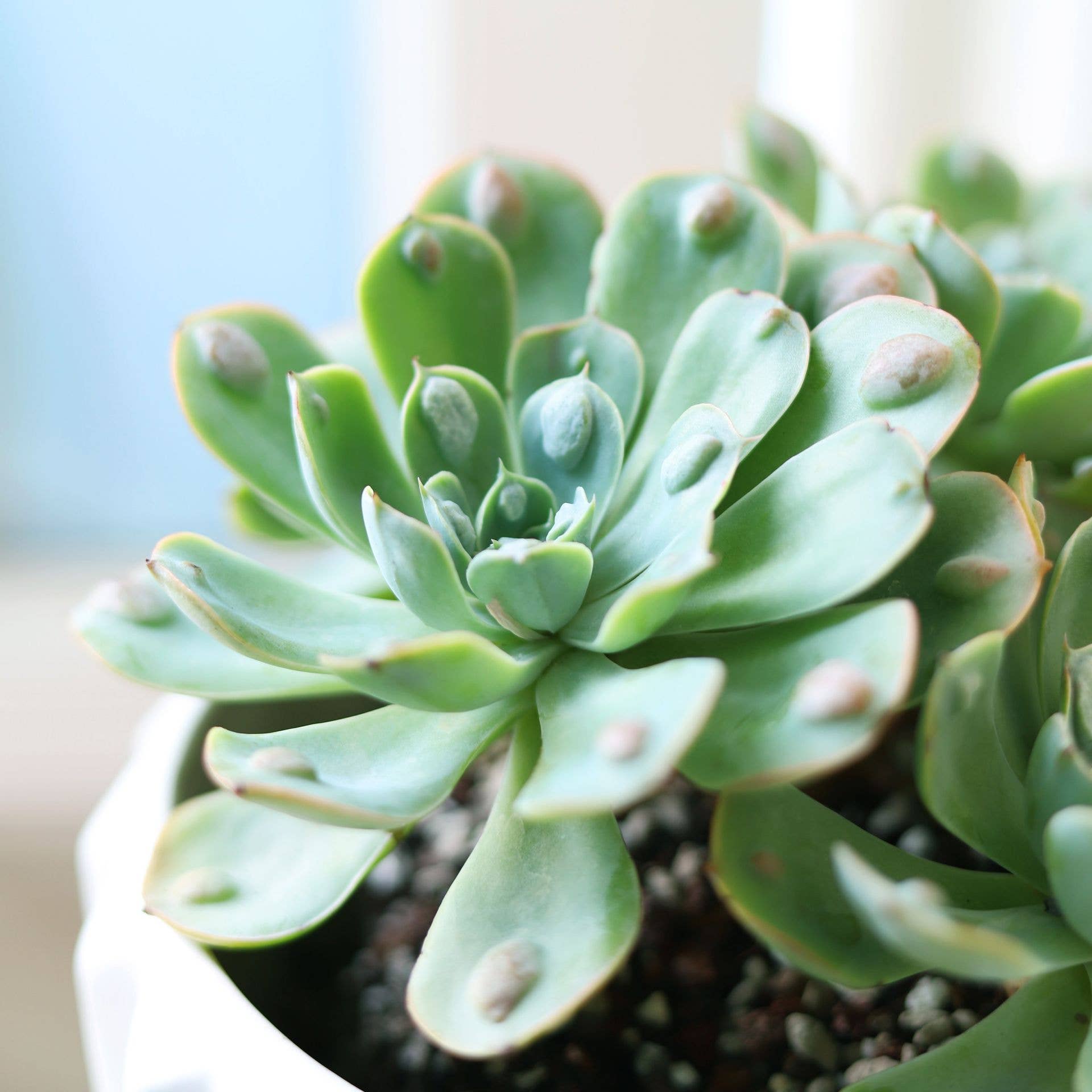 Best Plant Friend - Wholesale Succulent - Echeveria Raindrops - Unusual Succulent in 2in/4in Pot8