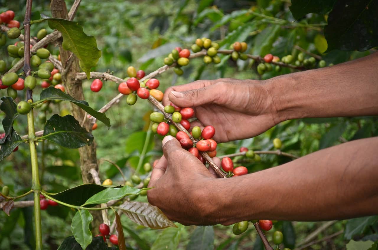 Thread Coffee Roasters - Wholesale Coffee Beans - Honduras | Medium Roast | Organic 5lbs Bag5